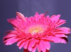 Gerbera