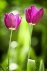 tulipani tulipani