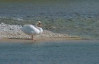 Cigno Cigno