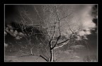 Albero Albero