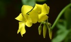 fiori fiori