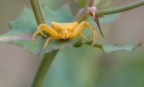 Thomisus onustus Walckenaer (ragno giallo) Thomisus onustus Walckenaer (ragno giallo)