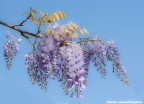 glicine - il fiore dell'amicizia glicine - il fiore dell'amicizia