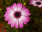Fiore di pasquetta Fiore di pasquetta