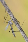 Tipula luna