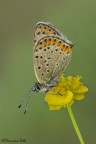 Licenide anonimo... Licenide anonimo...