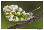 Anthocharis Cardamines