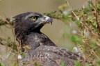 Aquila Marziale Aquila Marziale