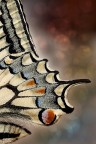 f11 0,5 ISO 100
Papilio Machaon -particolare ala-