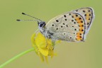 Lycaena tityrus Lycaena tityrus