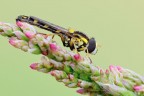 Sphaerophoria scripta Sphaerophoria scripta