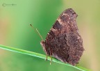 Inachis io Linnaeus, 1758... Inachis io Linnaeus, 1758...
