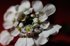 -Fiori- -Fiori-