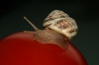 lumaca lumaca