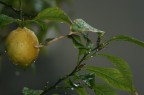 Limone Limone