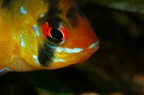 Apistogramma Ramirezi Apistogramma Ramirezi