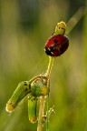 coccinella coccinella