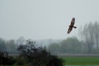 Falco di palude Falco di palude