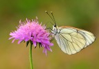 Aporia crataegi Aporia crataegi