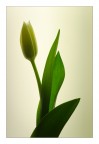 tulipano retroilluminato .... tulipano retroilluminato ....