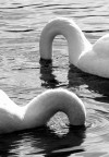 Struzzi d' acqua! Struzzi d' acqua!