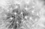 Dandelion Dandelion