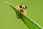 Syrphidae Syrphidae