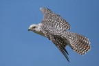 In volo In volo