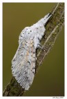Cerura Vinula Cerura Vinula