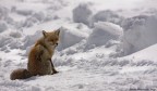Tenerissima Tenerissima