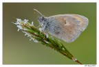 Coenonympha Pamphilus