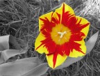 Tulipano Tulipano