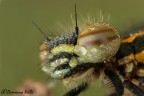 Pyrrhosoma nimphula Pyrrhosoma nimphula