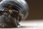 lumaca ingrugnita lumaca ingrugnita