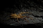 Zoropsis spinimana Zoropsis spinimana