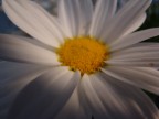 immersi nel fiore immersi nel fiore