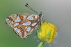 Issoria lathonia Issoria lathonia
