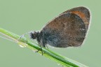Coenonympha pamphilus