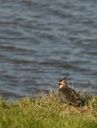 Vanellus Vanellus Vanellus Vanellus