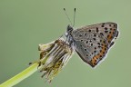 Lycaena tityrus Lycaena tityrus
