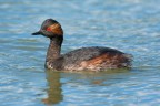 Svasso piccolo -Podiceps nigricollis Svasso piccolo -Podiceps nigricollis