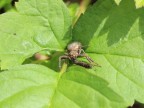 macro4 macro4