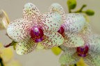 Phalaenopsis? Phalaenopsis?
