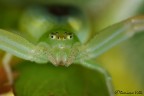 Ebrechtella tricuspidata Ebrechtella tricuspidata