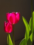 Tulipanomania 2 Tulipanomania 2