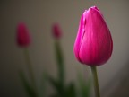 Tulipanomania Tulipanomania