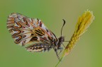 La ballerina ( Zerynthia polyxena ) La ballerina ( Zerynthia polyxena )