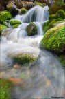 Stones & Moss Stones & Moss
