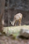 yearling con bottoni yearling con bottoni