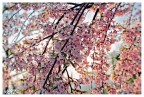 Spring Explosion Spring Explosion